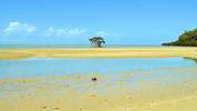 A lonely mangrove on a beautiful beach near Cape T...