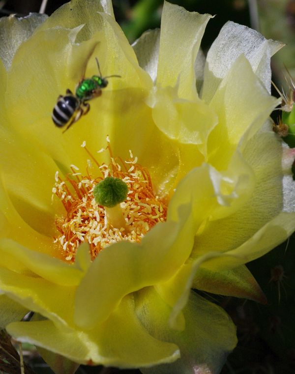 Cactus with bee 90mm tamron macro...