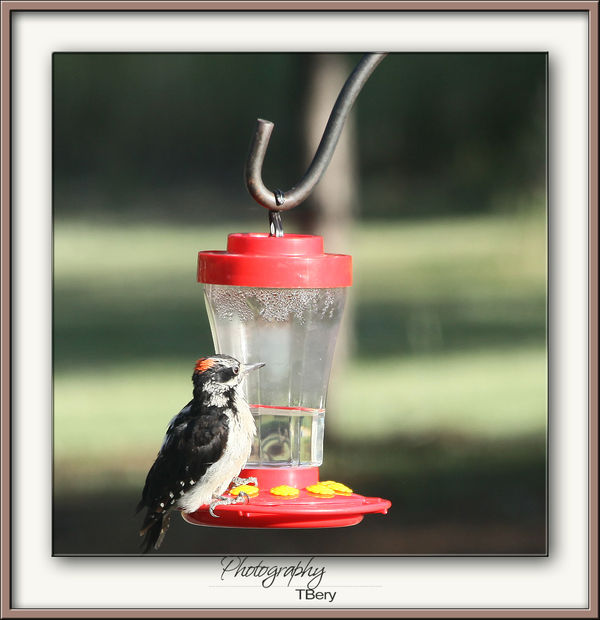 and yes he was drinking from the feeder...