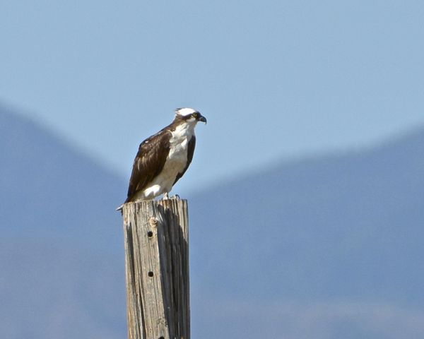 one of 3 young osprey...