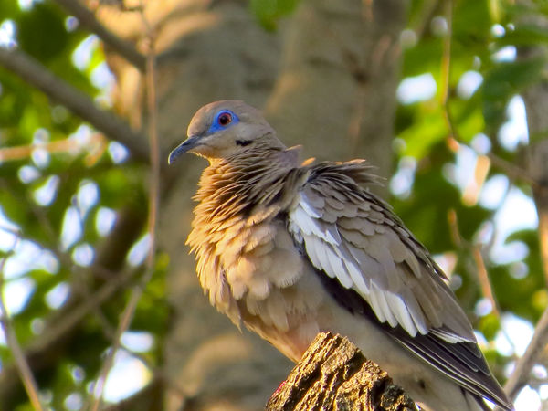 White-winged Dove in the neighbor's tree...