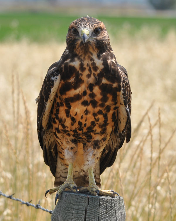 Young Swainson's Hawk: Young Swainson's Hawk...