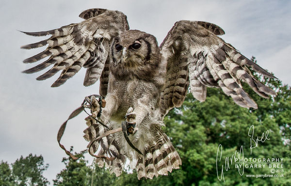 Verreaux's Eagle Owl...