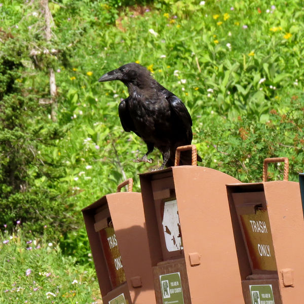 A very large raven unhappy with the animal-proof t...
