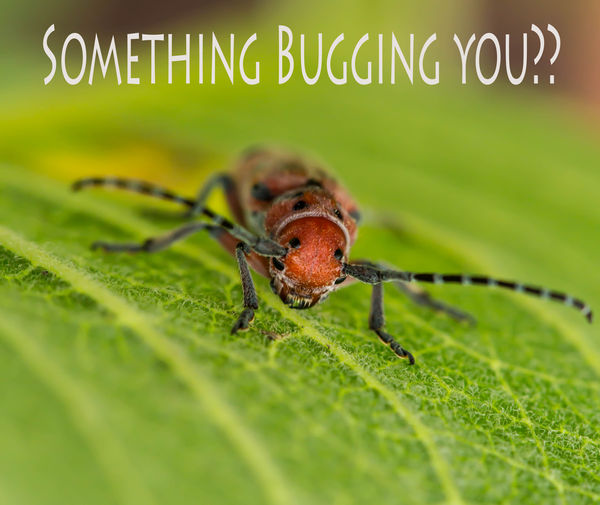 Again, an image of a bug, and I added text...