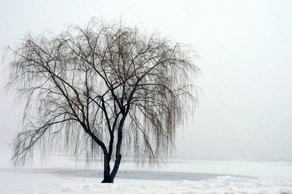 A Cool Willow......
