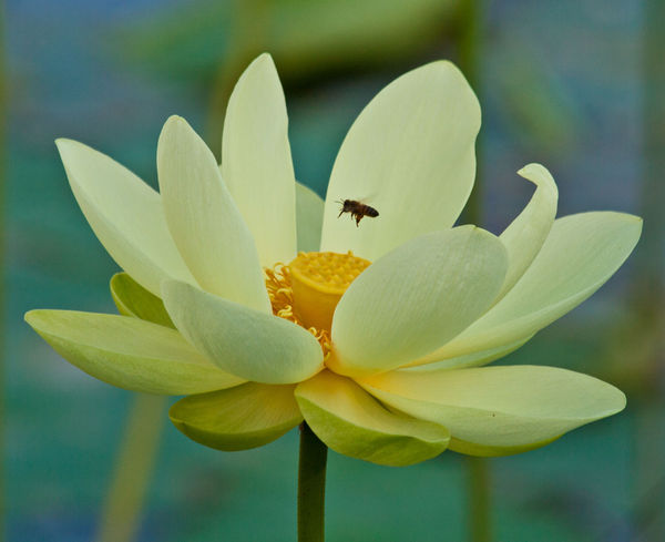 Lotus Flower with Bee...