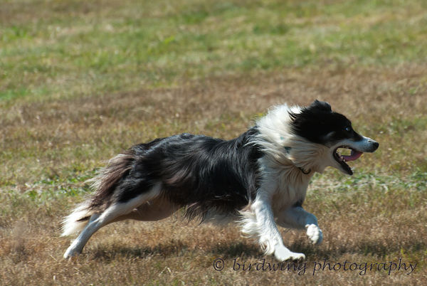 Johnny And Lily: in Border Collie demonstration at the Maine Highland ...