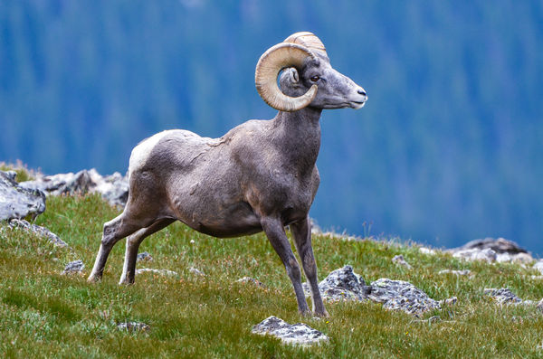 Male Big Horn Sheep--he is about 4 years old...