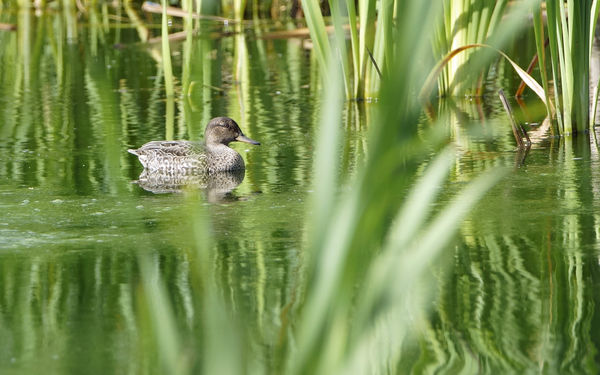 teal in the reeds...