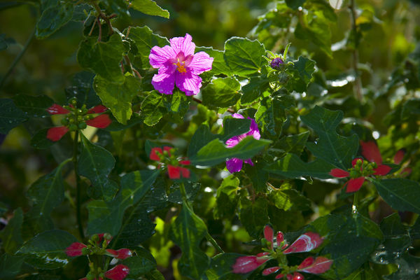 Rock Rose with Summer Poinsettia...