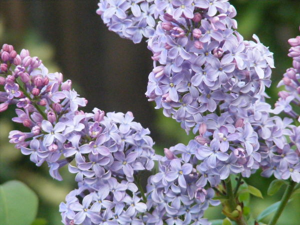 Lilacs for you!...