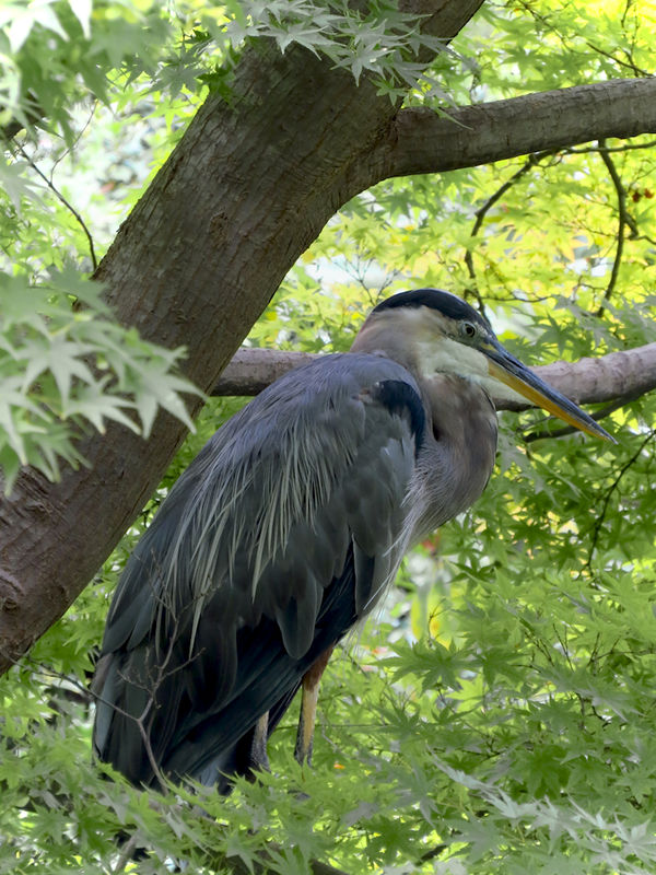 GBH in his perch tree...