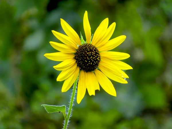 Pretty sunflower...