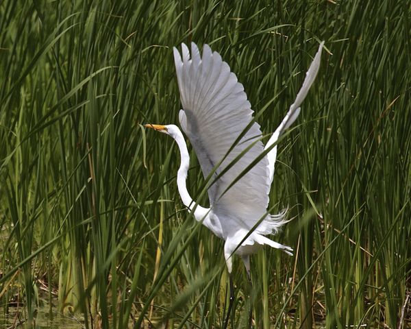 Egret dancing in the marsh with two fans!...