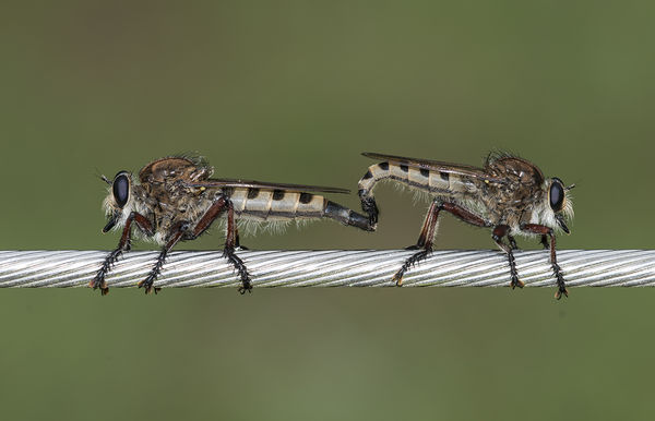 Robber Flies mating...