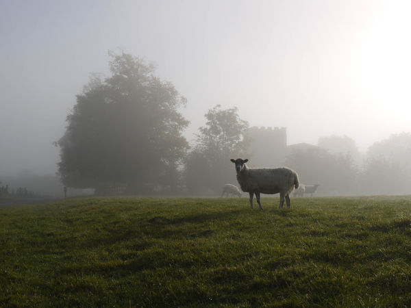 Sheep in the mist...