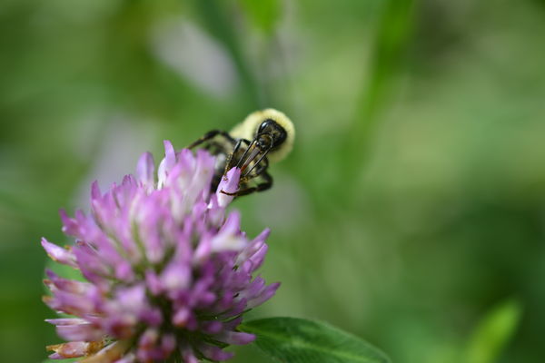 very busy bee...