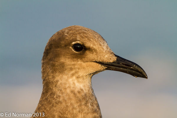 Laughing Gull at 400mm, uncropped!...