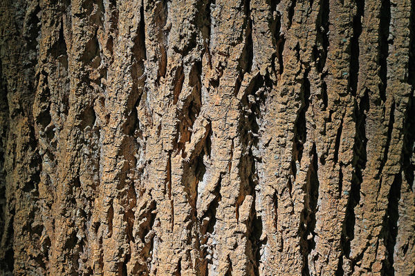 This bark is worse than........
