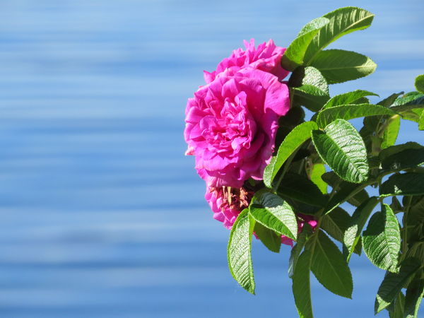 Roses with the sea and sailboats 1...
