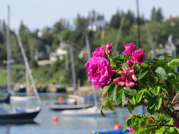 Roses with the sea and sailboats 2...