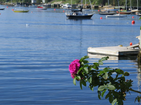 Roses with the sea and sailboats 3...