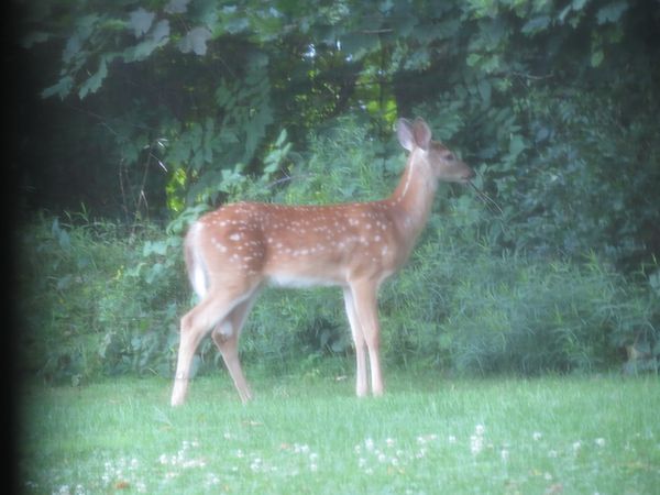 These deer pics were taken thru a window with a se...