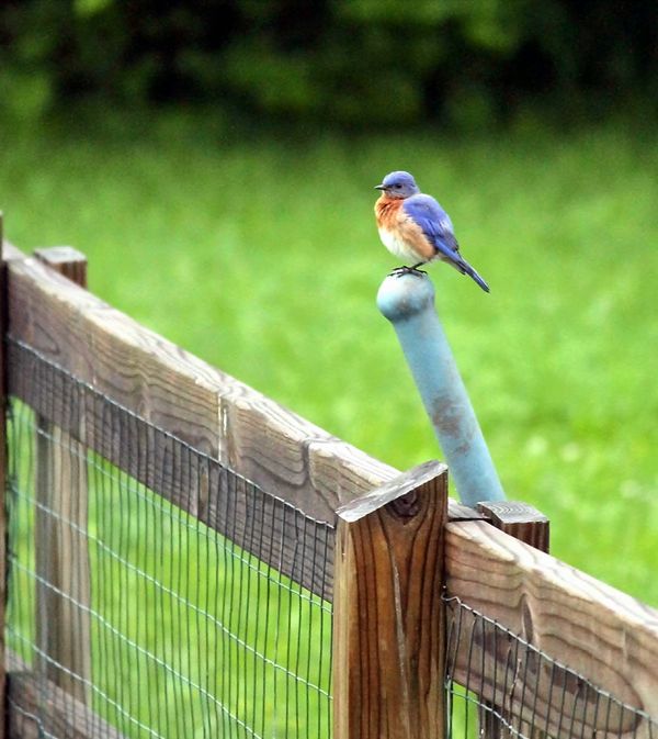 bluebirds t make me happy!...