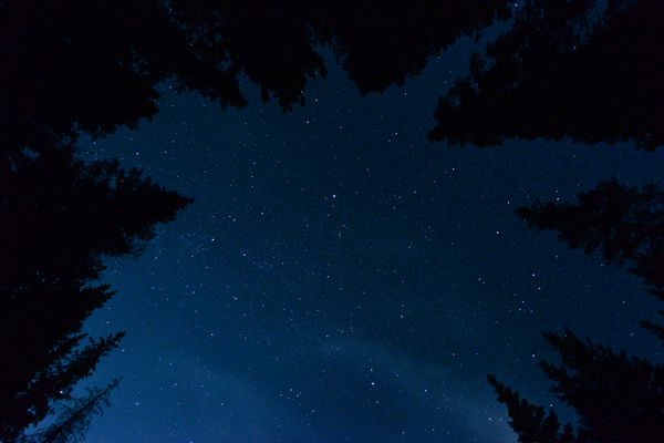 stars surrounded by lodgepole pines...
