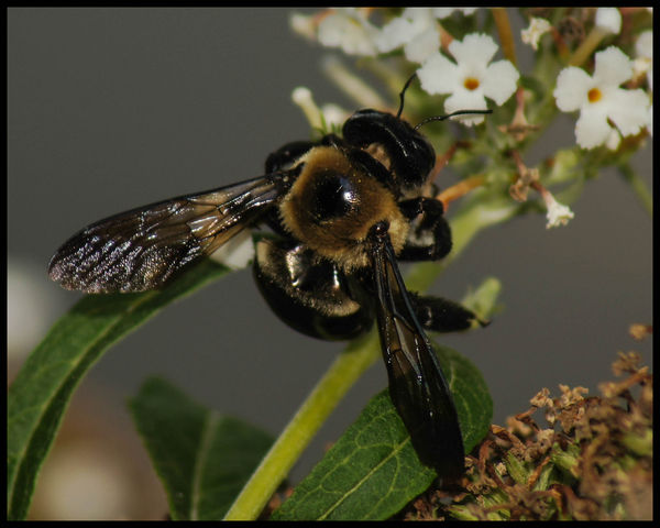 Bumble Bee shot in Jpeg: Shooting in RAW may be just a little overrated ...