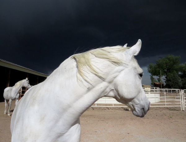 Storm Horses...