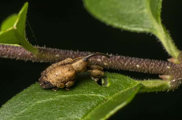 Another very small weevil...