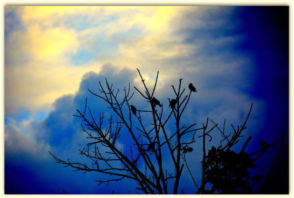 BIRDS IN THE TREE...