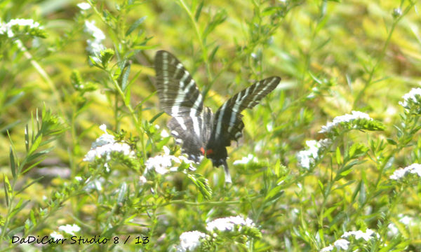 Zebra Swallowtail...