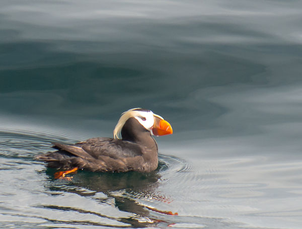 Handsome Tufted Puffin...