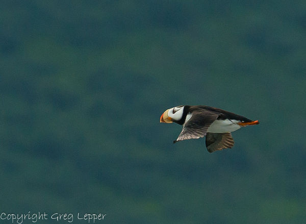 Horned Puffin against a mountain...