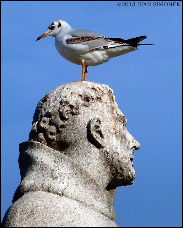 Excuse me but there is a bird on your head Pocket P&S Panasonic Zs7.