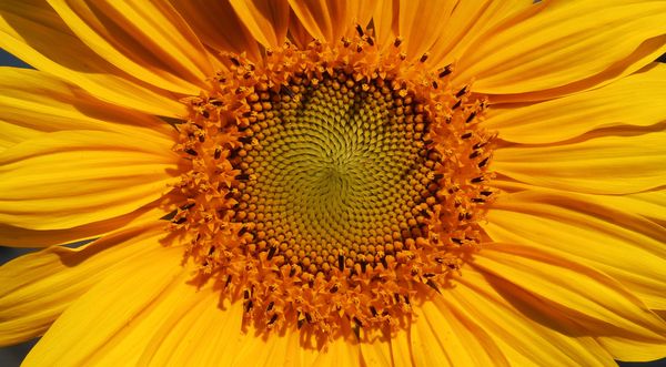 Sunflowers Mandala...