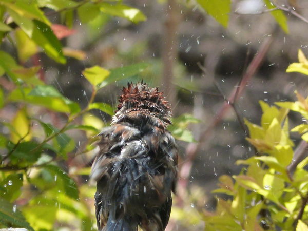 A soggy baby Blackbird....