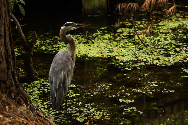 Serene Hunter: Describes this GBH taken at Chesnut Park today. I also ...