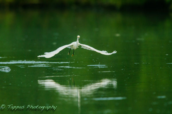Snowy Egret reflection...