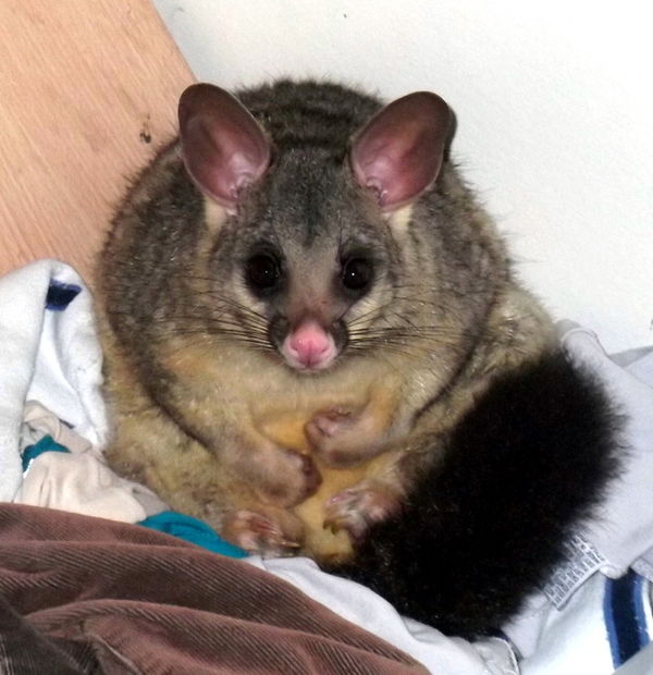 cheeky little possum......
