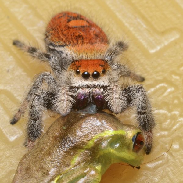 Bad Ass Jumping Spider Eats Frog: I was checking out a new area on the ...