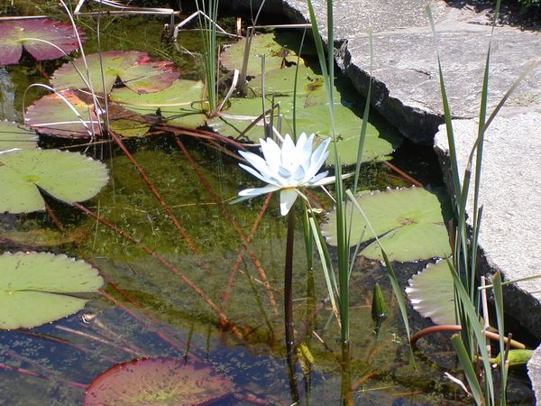 Water Lillies...