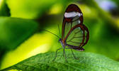 The Glass Wing Butterfly...