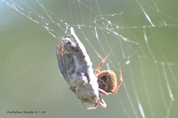 This spider seems to be laughing,...