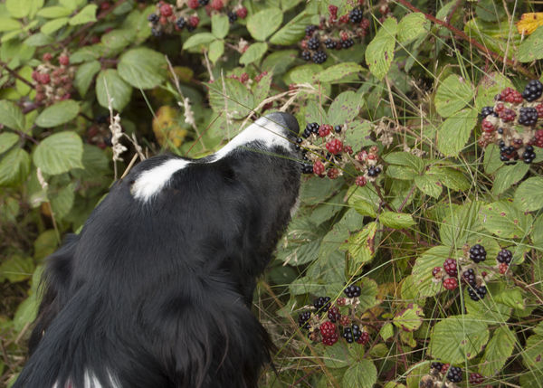 and the blackberries...