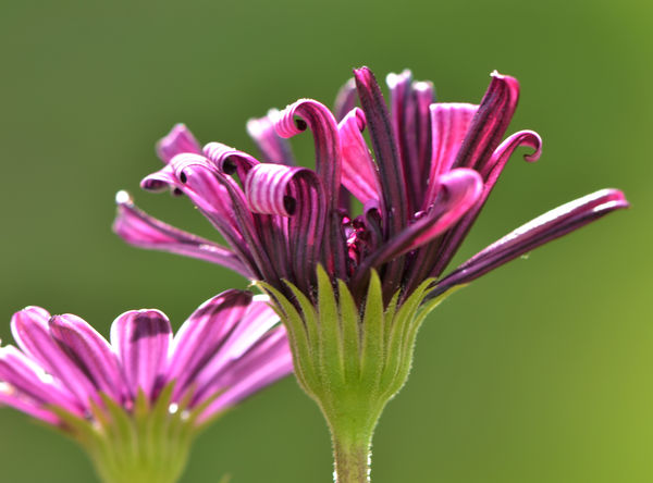 105mm flower closeup...