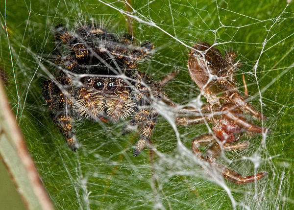 A jumper in it's nest with baby?...